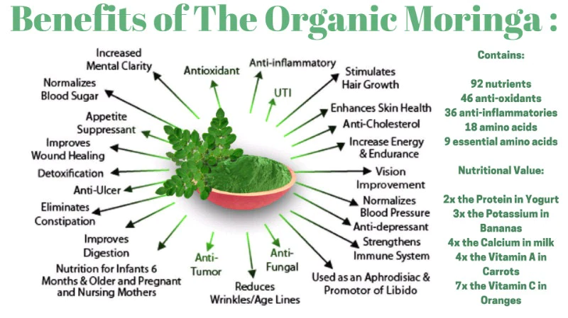 Moringa Oleifera Drumstick Tree